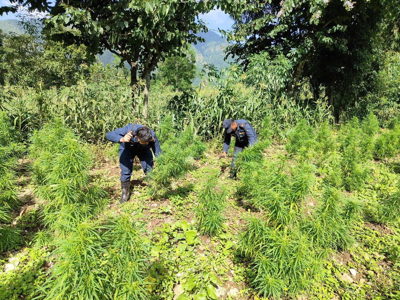 अवैध गाँजा खेती फडानी गरी नष्ट