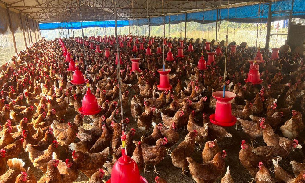 मोरङमा बर्डफ्लू ‘अलर्ट’: पाँच फार्ममा संक्रमण, नियन्त्रणका लागि कडा कदम