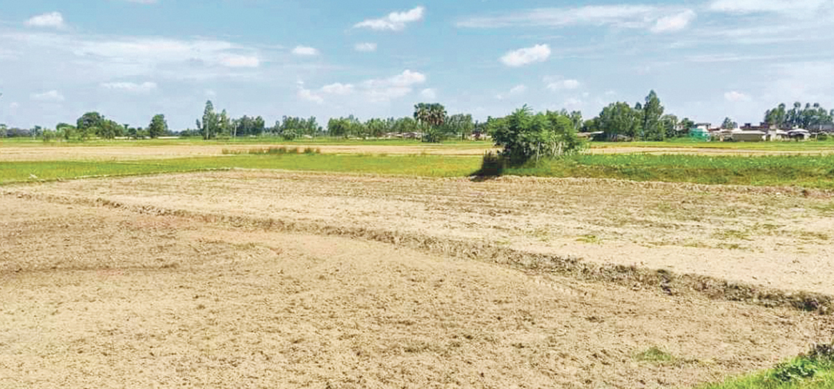 लाखौँ बिघा जमिन बाँझो, खाद्यान्नका लागि भारतको भर